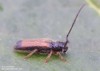 kozlíček (Brouci), Tetrops starkii Chevrolat, 1859, Cerambycidae (Coleoptera)